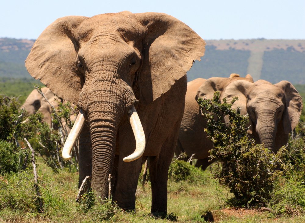 Crime Stoppers Global Solutions Is Combating Worldwide Illicit Trade, Like Elephant Poaching and Wildlife Trafficking