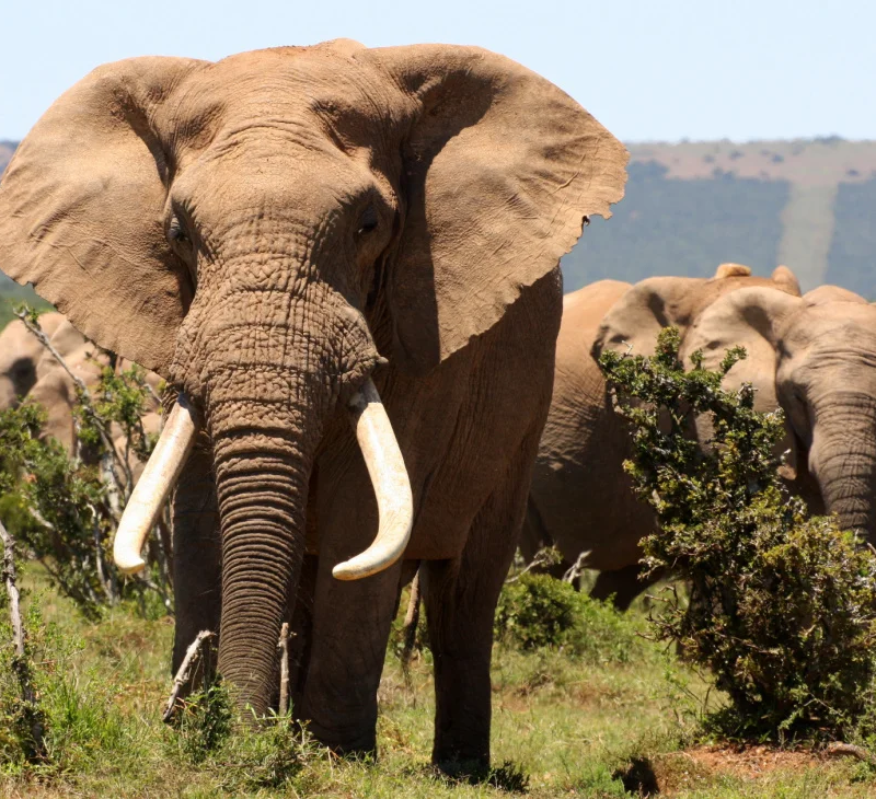 wildlife illegal trade trafficking reporting and hotline