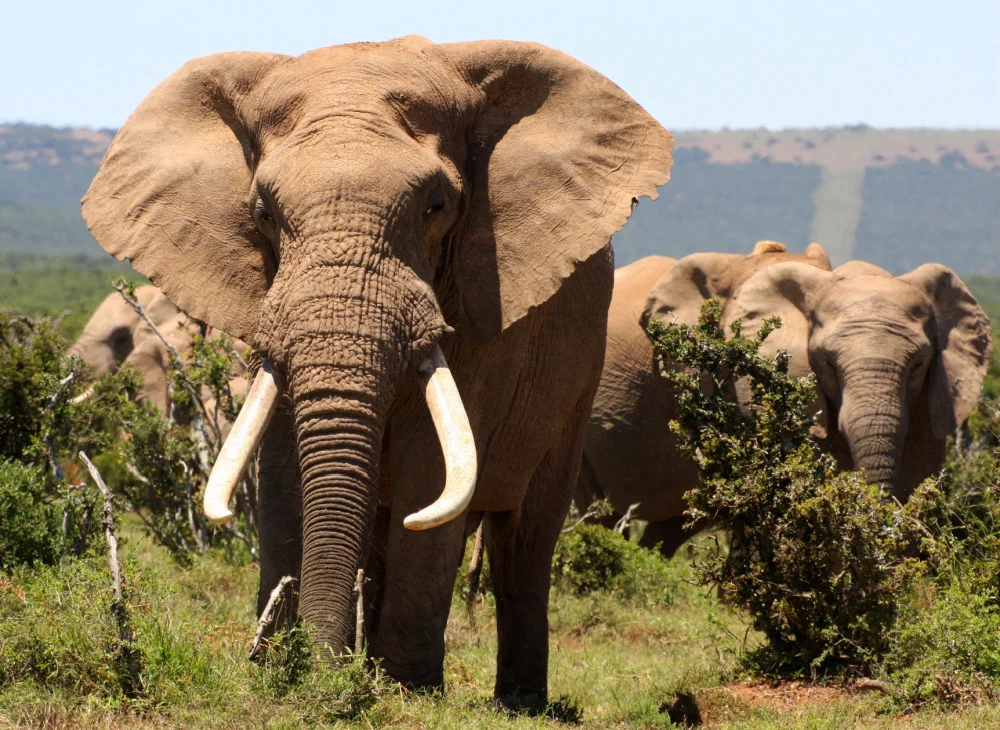 How Can You Report Wildlife Illegal Trade and Trafficking Safely?